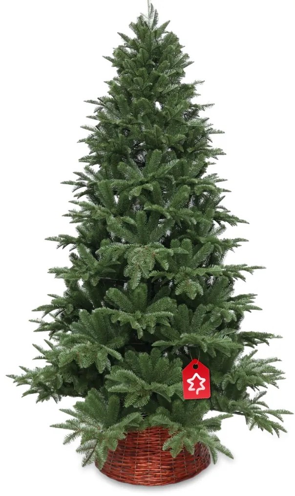 Jedľa Kaukazská 100% 150 cm