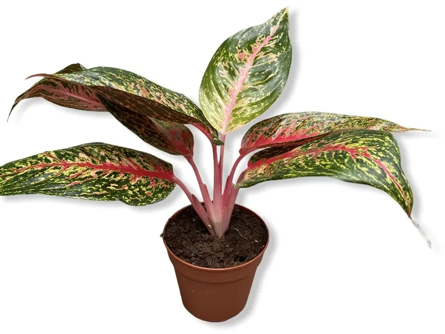 Aglaonema Costatum Pink 12x35 cm