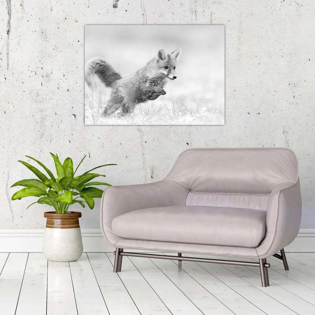 Obraz - Skákajúca líška, čiernobiela (70x50 cm)