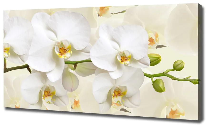 Foto obraz na plátne Orchidea pl-oc-120x60-f-123330197