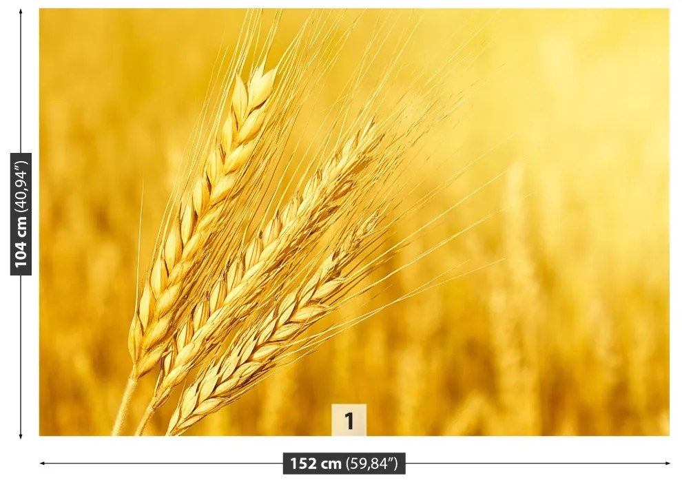 Fototapeta Vliesová Klas pšenice 416x254 cm