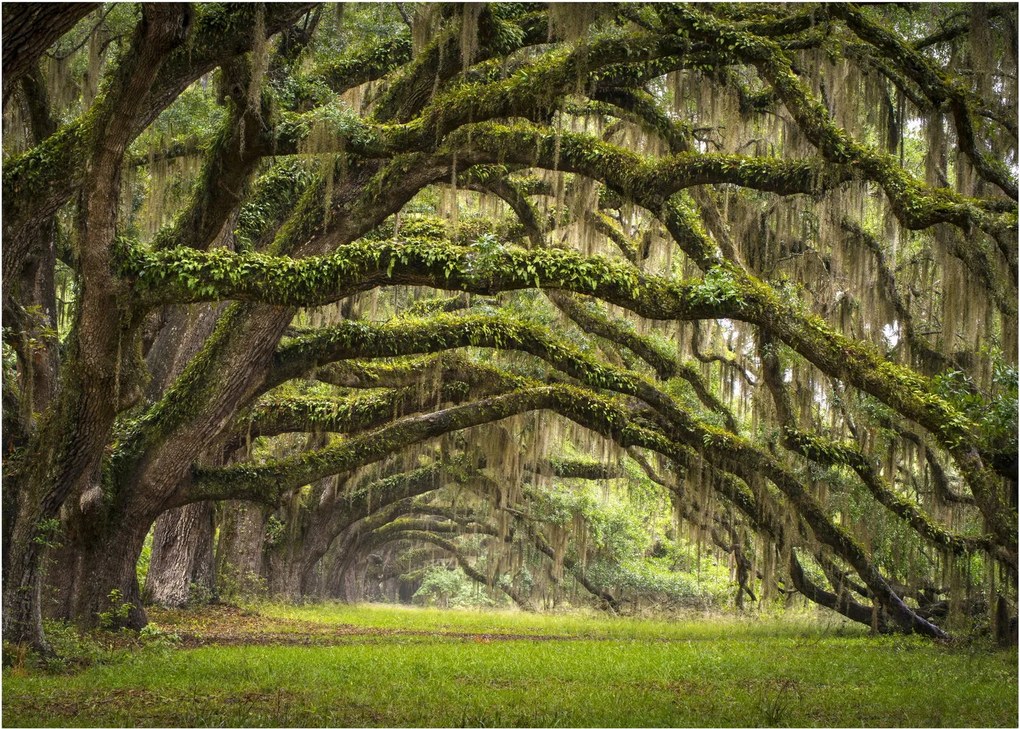 Sklenený obraz - Oaks Avenue, Charleston, Južná Karolína, USA (70x50 cm)