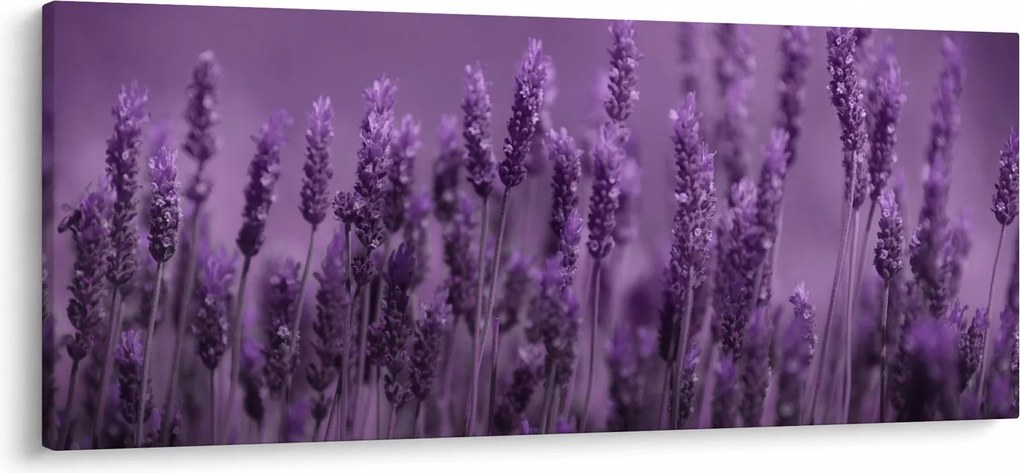 Obraz - Levanduľa (120x50 cm)