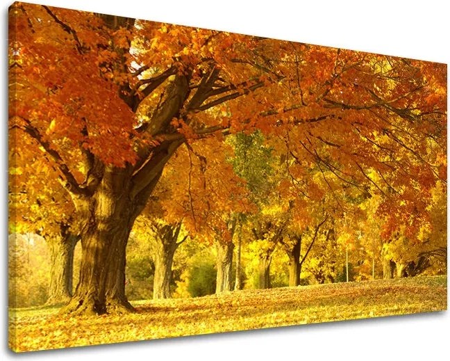 Obraz na stenu STROMY ST027E11