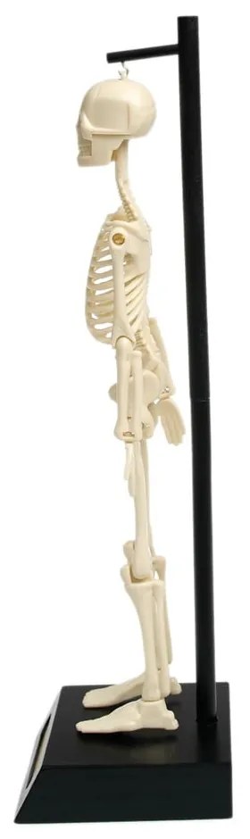 Model kostry Rex London Anatomical