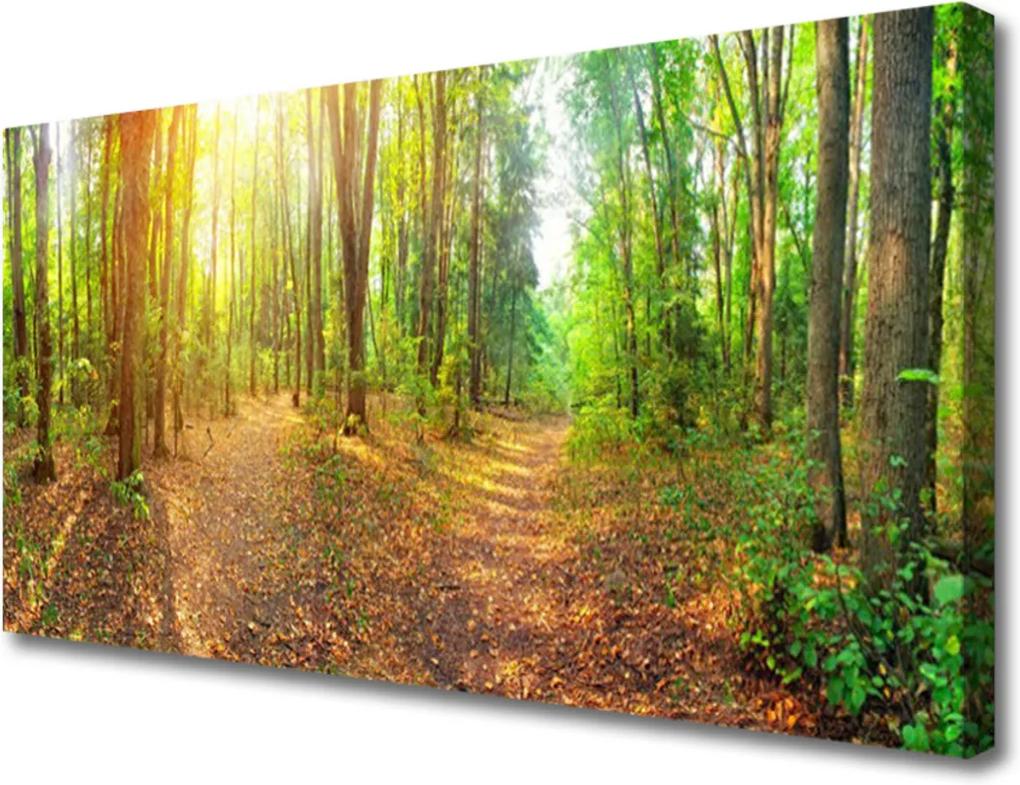 Obraz Canvas Slunce příroda lesní stezka