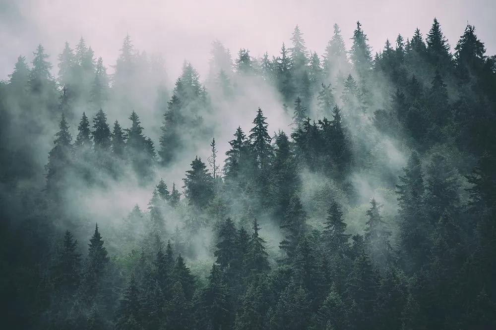 Fototapeta stromy zahalené do hmly