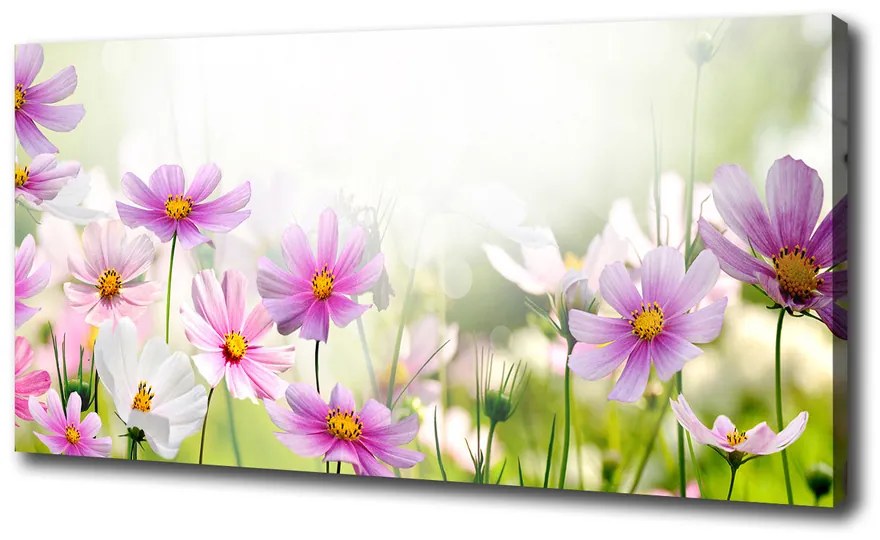 Foto obraz canvas Kvety na lúke pl-oc-100x50-f-49015861