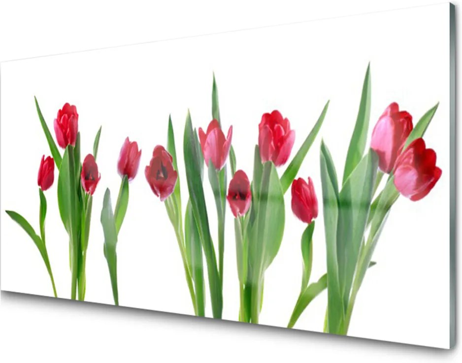 Obraz plexi Tulipány Kvety Rastlina