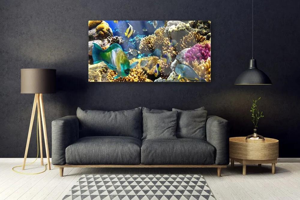 Obraz na akrylátovom skle Koralový útes príroda 120x60 cm