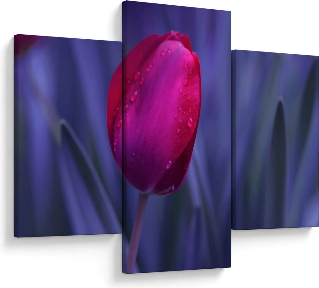 Obraz pupete tulipánu (90x60 cm)