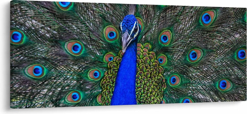 Obraz - Páv (120x50 cm)