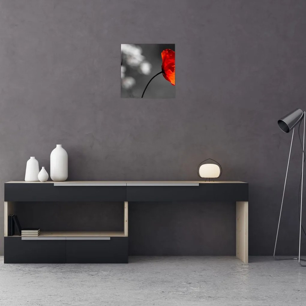 Vlčie maky - obraz na stenu