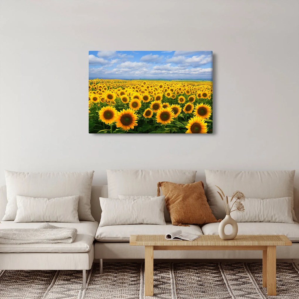 Obraz slnečnicového poľa (90x60 cm)