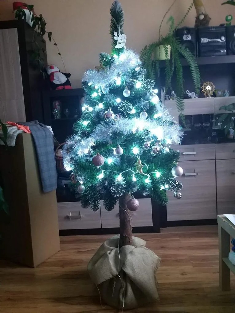 Borovica diamantová na pni Veľkosť: 180cm