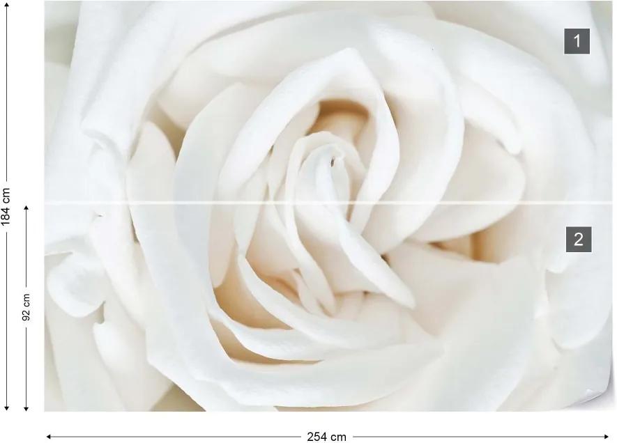 Fototapeta GLIX - Soft White Rose + lepidlo ZADARMO Vliesová tapeta  - 254x184 cm