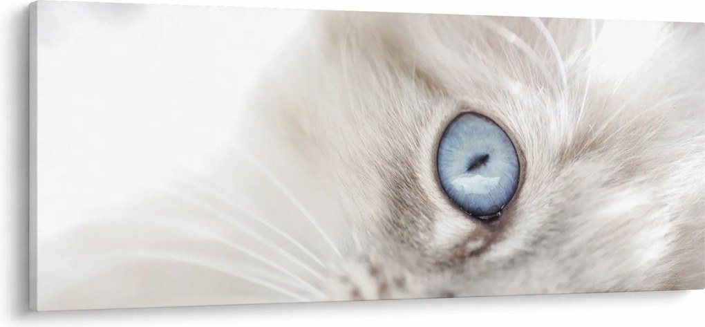 Obraz - Mačka s modrými očami (120x50 cm)