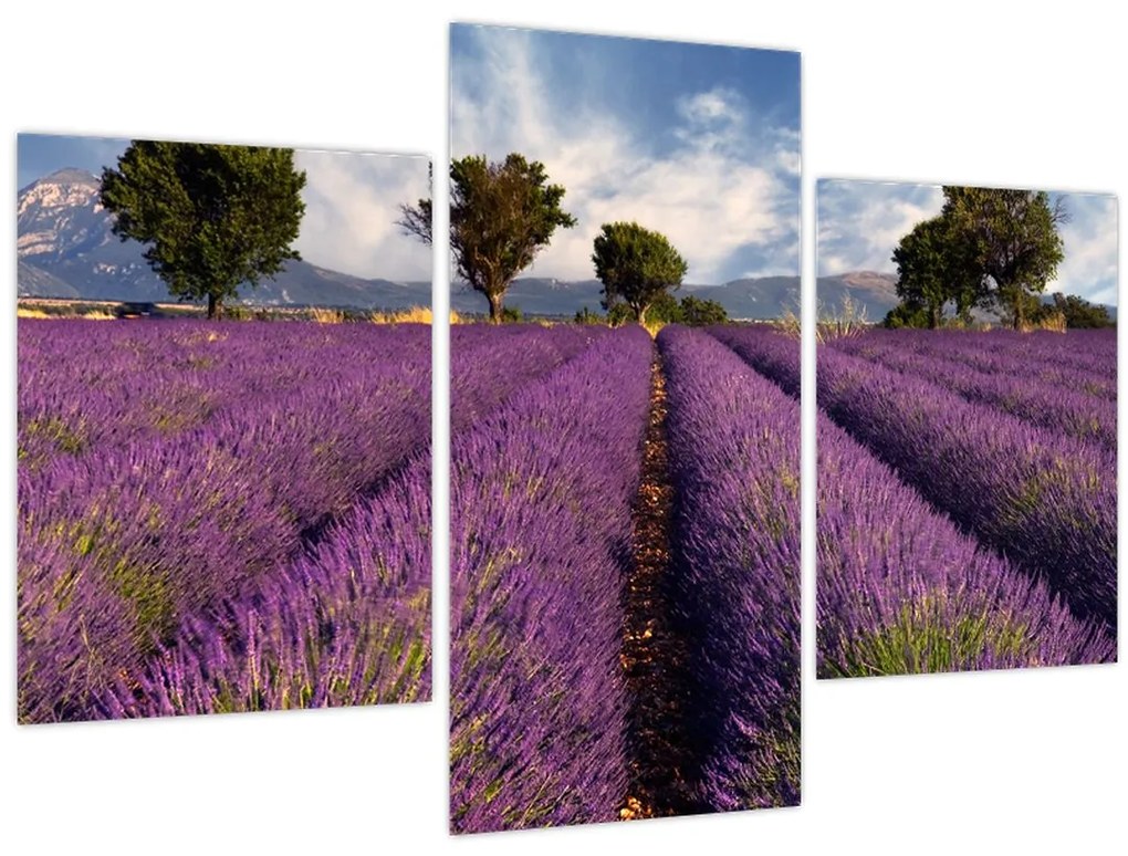 Obraz - Levanduľové pole a hory (90x60 cm)