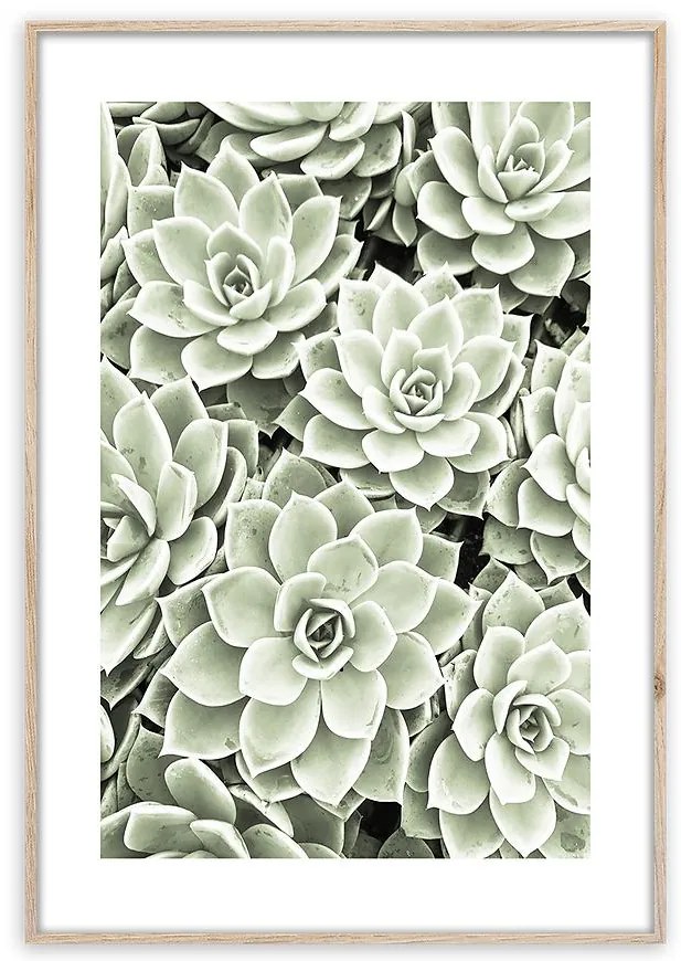 Artbox Digi 50x70 Br009 Succulents