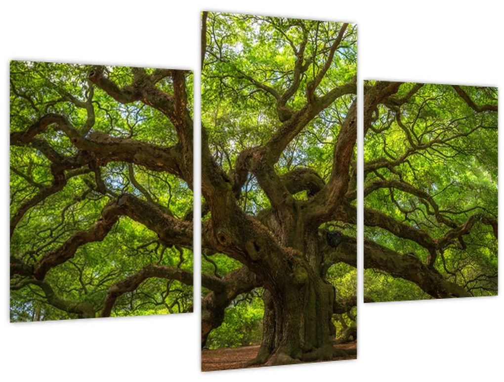 Obraz - Zelený strom (90x60 cm)