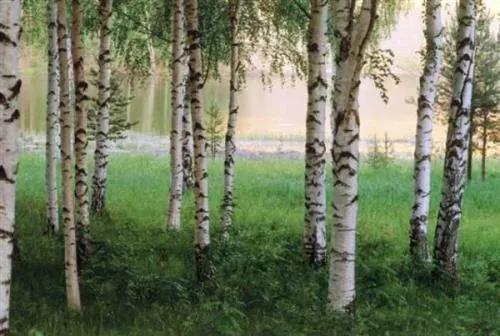Fototapety, rozmer 366 x 254 cm, Nordic Forest, W+G 290
