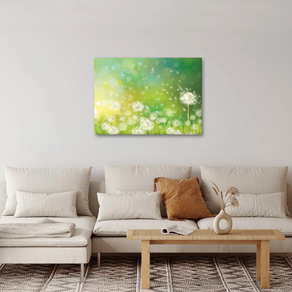 Obraz - Odkvitnuté púpavy (70x50 cm)