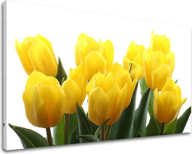 Obraz na stenu KVETY TULIPÁNY XOBKV141E11 - 40x60 cm