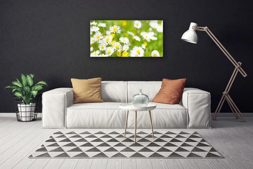 Obraz Canvas Sedmokráska kvet rastlina 120x60 cm