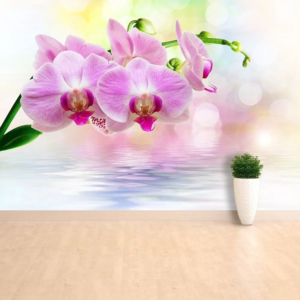 Fototapeta Vliesová Orchidea ruže 104x70 cm