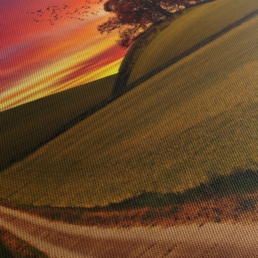 Obraz poľa a farebného neba (70x50 cm)