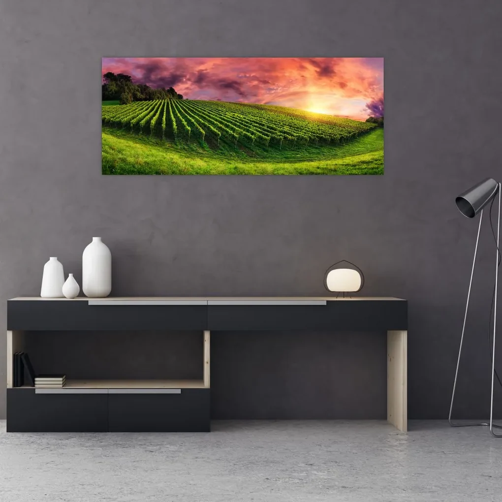 Obraz vinice s farebným nebom (120x50 cm)