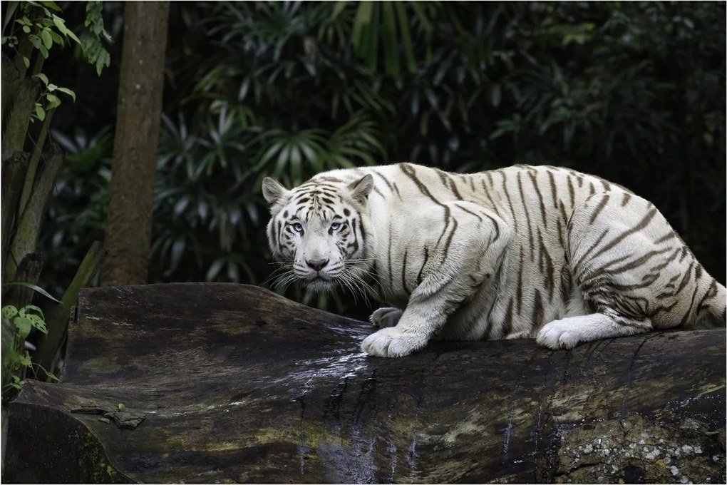Obraz - Tiger albín (90x60 cm)