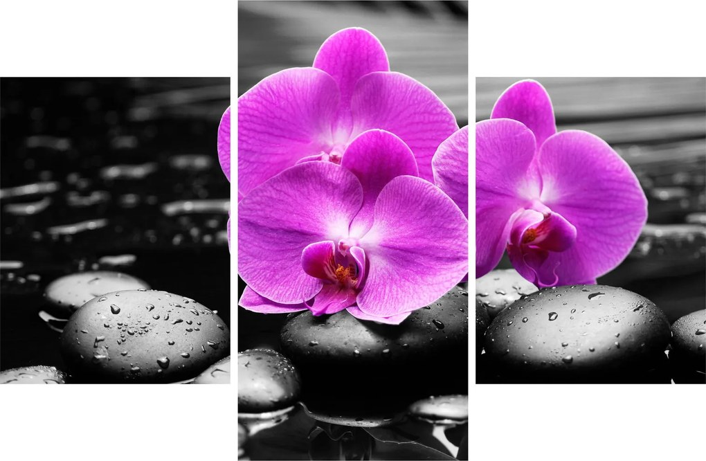 Obraz - Fialové orchidey (90x60 cm)