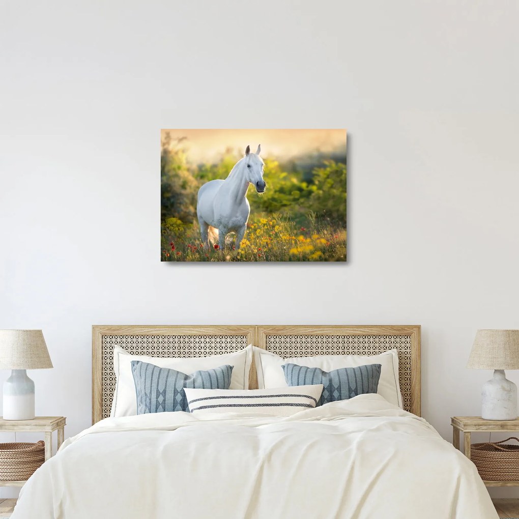 Sklenený obraz bieleho koňa na lúke (70x50 cm)