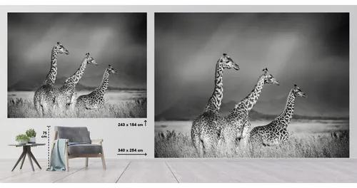Fototapeta vliesová Žirafy č/š 243x184 cm