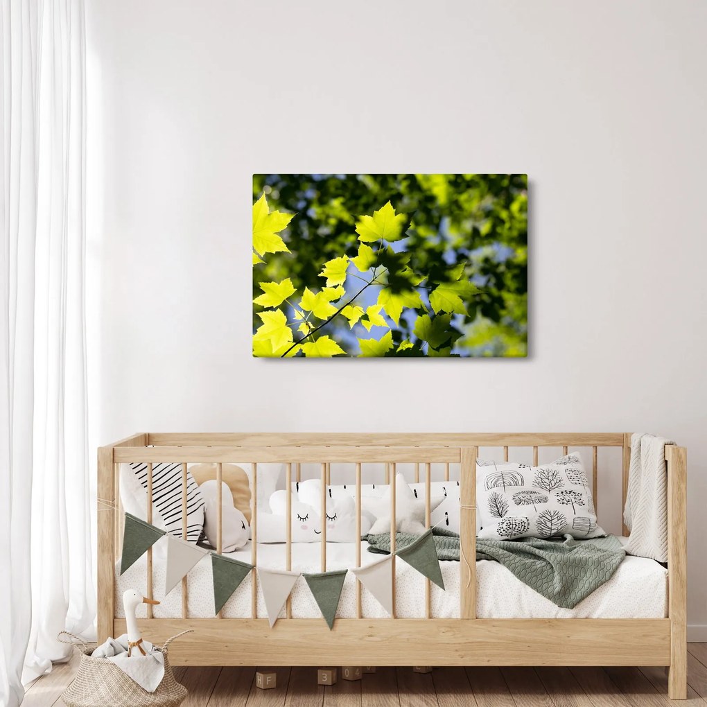 Obraz - javorové listy (90x60 cm)