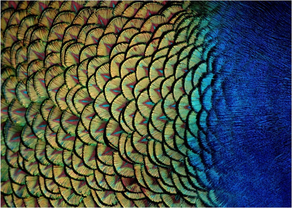 Sklenený obraz - Pávie perie (70x50 cm)