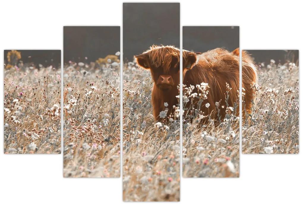 Obraz - Škótska krava v kvete (150x105 cm)