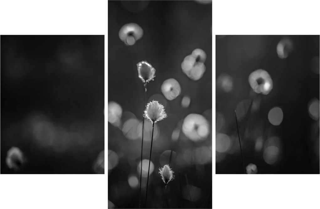 Obraz - Cottongrass na lúke (90x60 cm)