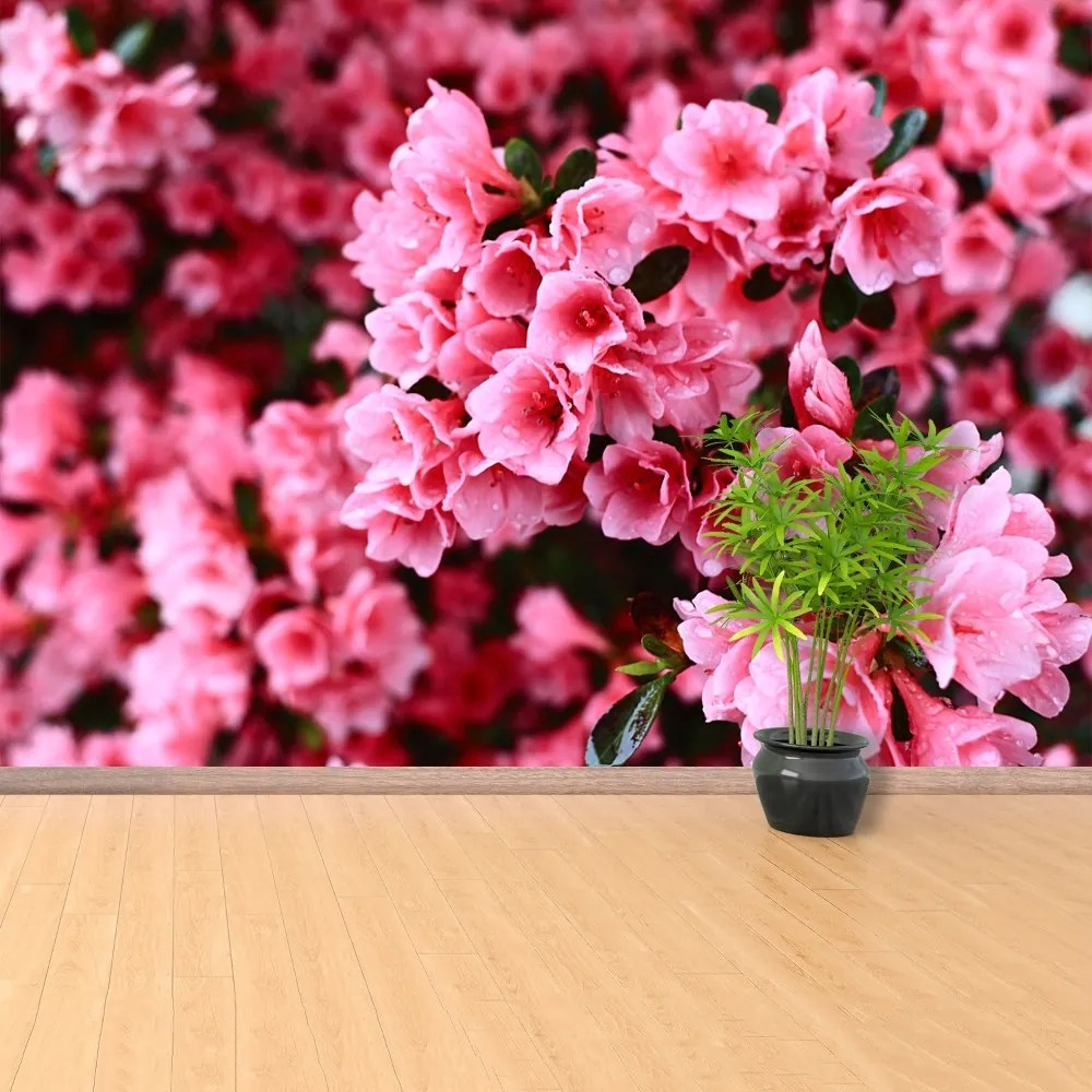 Fototapeta Vliesová Ružový rododendron 416x254 cm