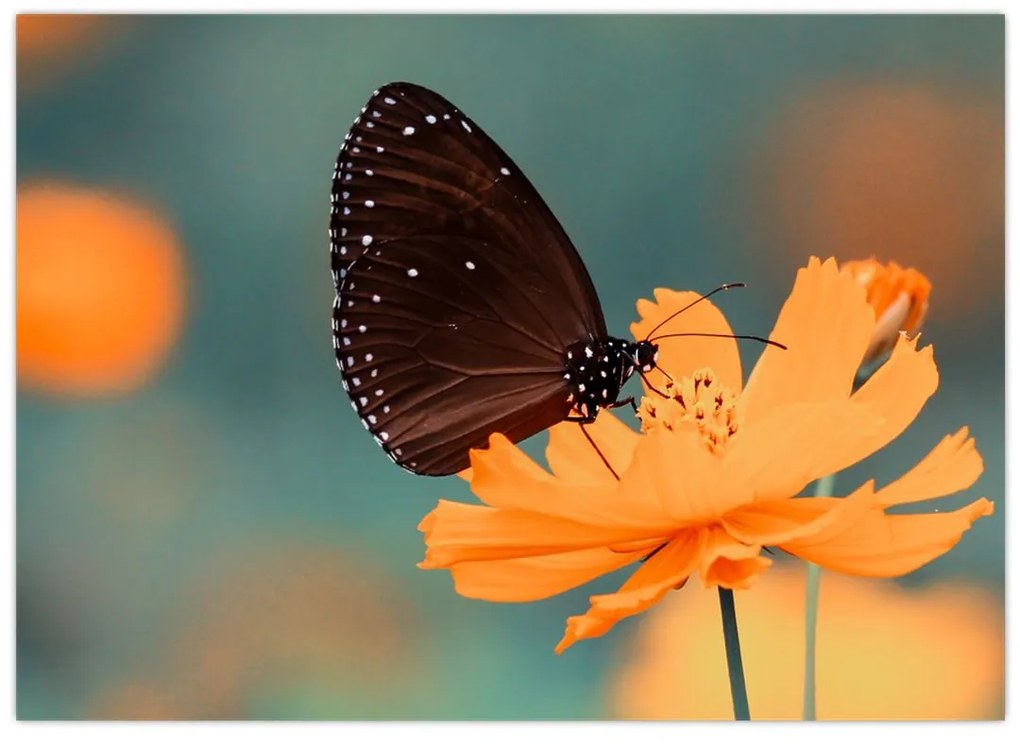 Sklenený obraz - motýľ na oranžovom kvete (70x50 cm)