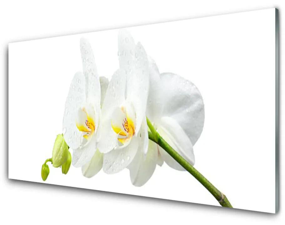 Sklenený obklad Do kuchyne Plátky kvet bíla orchidea 125x50 cm