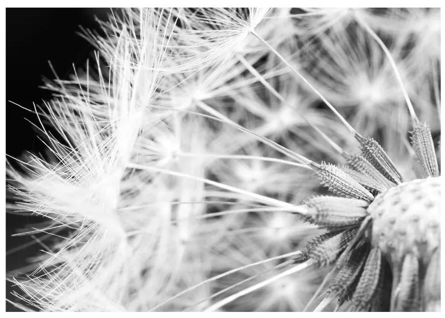 Artgeist Fototapeta - Black and white dandelion Veľkosť: 100x70, Verzia: Standard