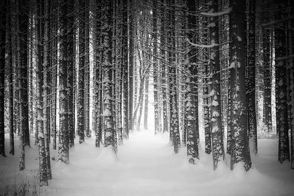 Samolepiaca fototapeta čiernobiely les zahalený snehom - 150x100