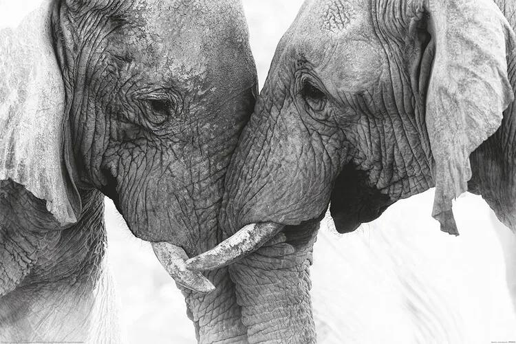 Plagát, Obraz - Elephant - Touch, (120 x 80 cm)