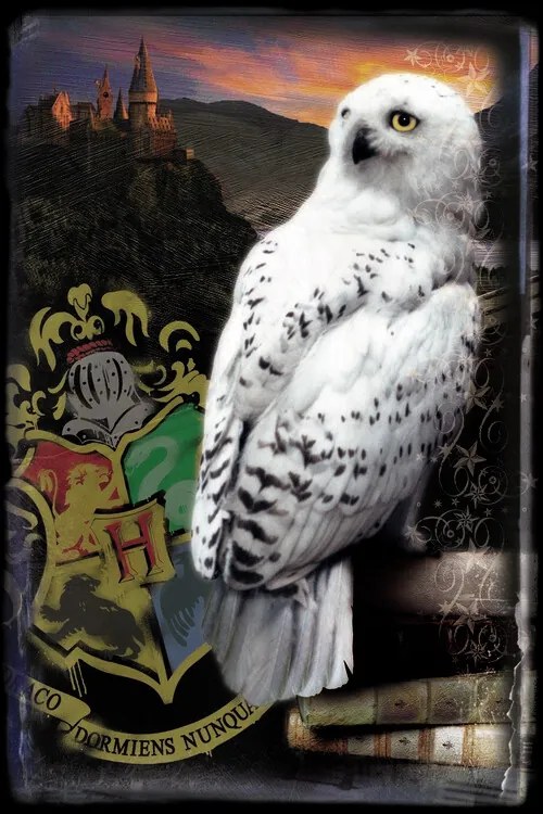 Umelecká tlač Harry Potter - Hedwig