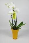 Žltý plastový kvetináč na orchideu 20 cm