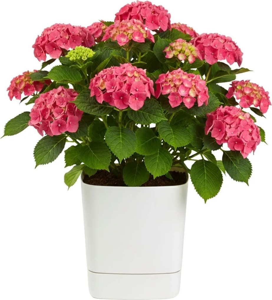 Plastový květináč s podmiskou Cubi 34x34 cm krémový