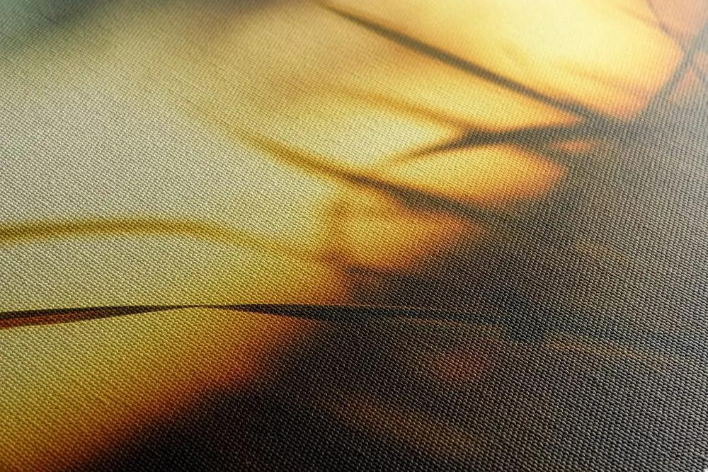 Obraz zapadajúce slnko v tráve Varianta: 120x80