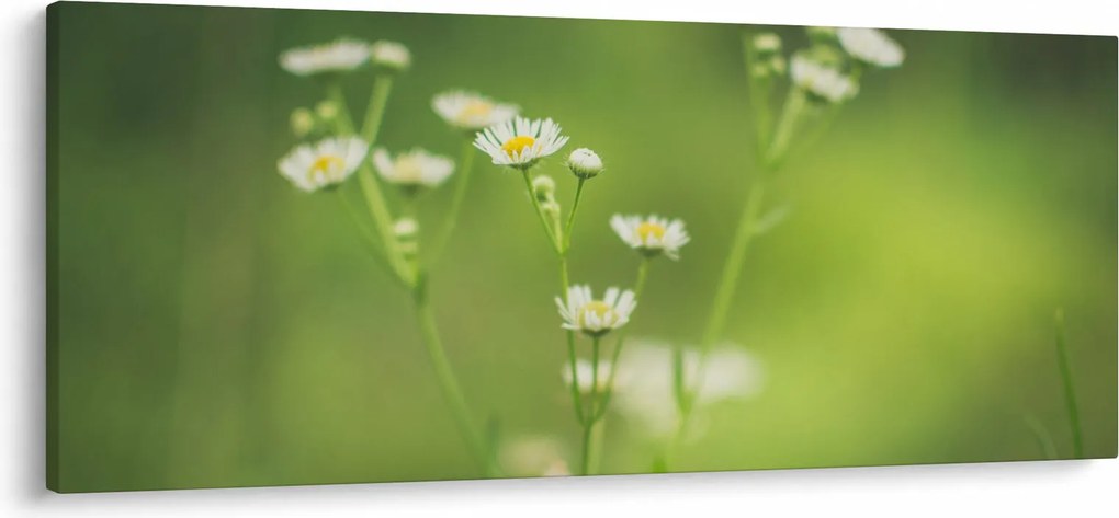 Obraz Sedmokrásky (120x50 cm)